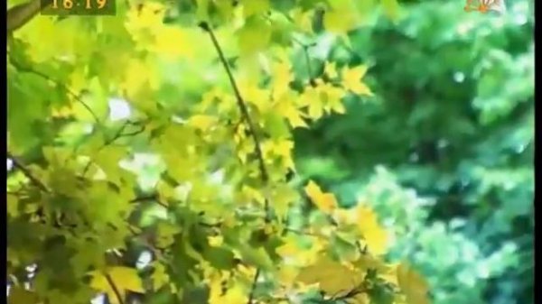 Вильдан Яруллин - гармунсы