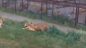 В тайгане три льва напали на одну львицу