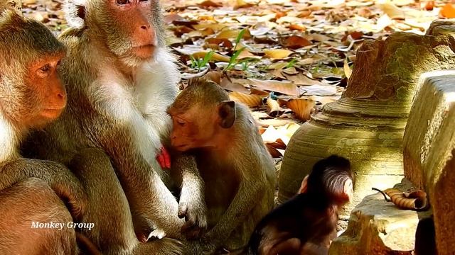 Janet tries to steal milk baby monkey Janna successfully смотреть онлайн