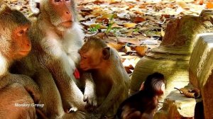 Janet tries to steal milk baby monkey Janna successfully