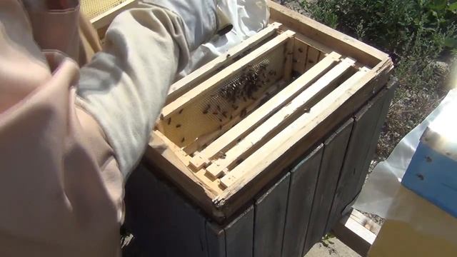 Хочешь много мёда? Готовимся к сезону 2022! Замена маток! Как исправить злую семью! 100% результат! смотреть онлайн