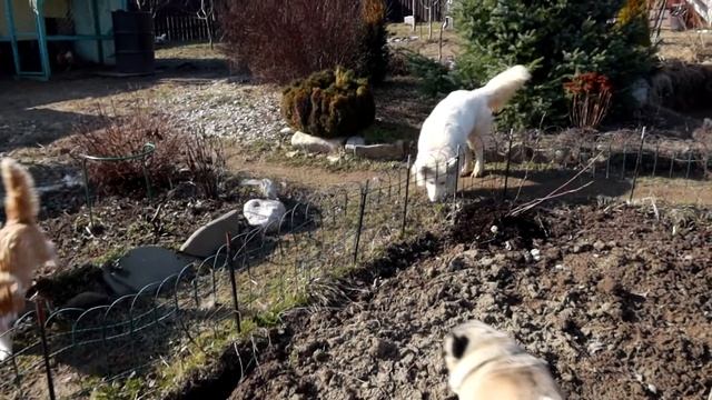 81_Начинаем установку теплицы с фундамента. смотреть онлайн