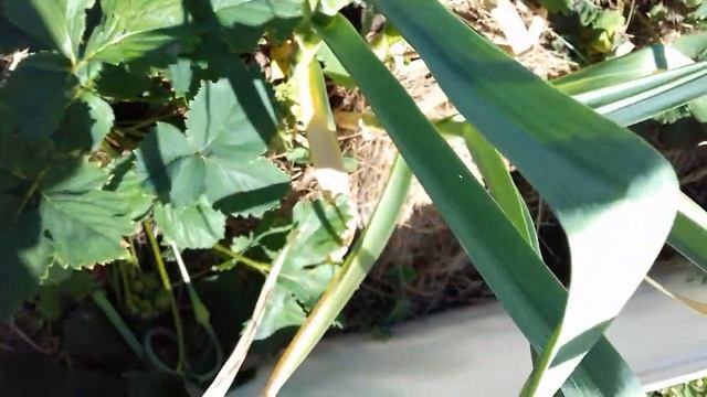 Клубника. Фестивальная . смотреть онлайн