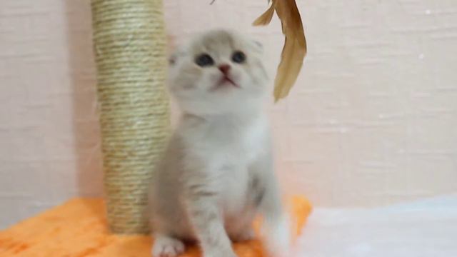 Amina is my favorite kitten смотреть онлайн