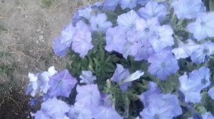 Это шедевр, а не петуния.( Изи Вэй  лаванда Скай Блю)