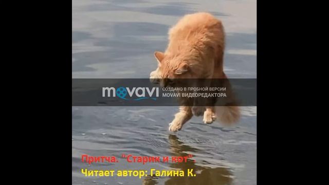 Притча. Старик и кот. смотреть онлайн