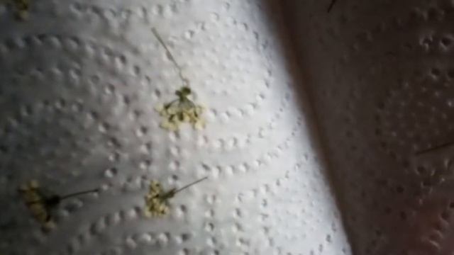 Сухоцветы для маникюра/Лето/цветы/идеи с сухоцветами/ смотреть онлайн