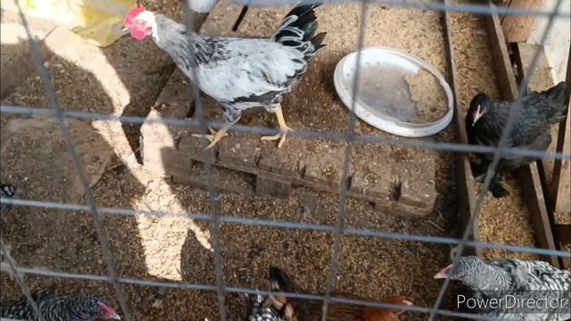 Цыплята, утята  осенью.