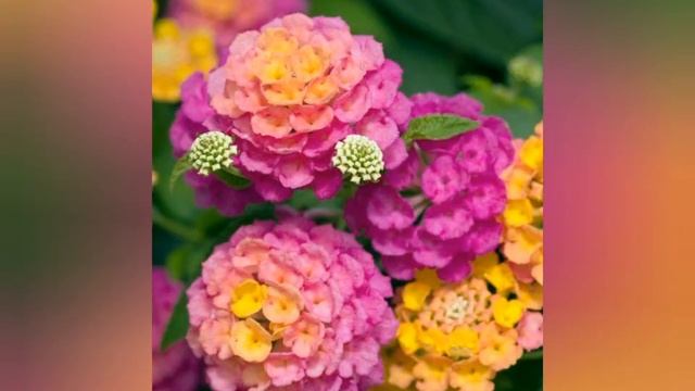 PREZIMLJAVANJE I NEGA LANTANA ZIMI смотреть онлайн