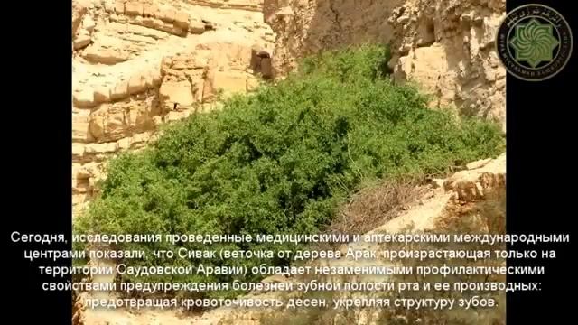 Мисвак Сивак) натуральная зубная щётка смотреть онлайн