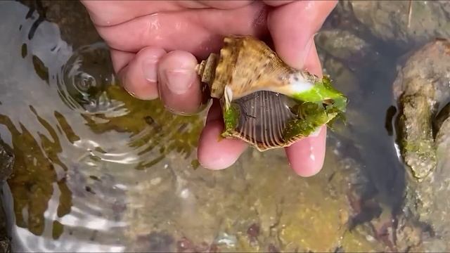 Catching seafood, Fisherman catch crab on the beach, shellfish, shrimp and fish, Coastal Foraging смотреть онлайн