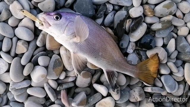 Горбыль на пляже. Небуг. Морская рыбалка Рокфишинг смотреть онлайн