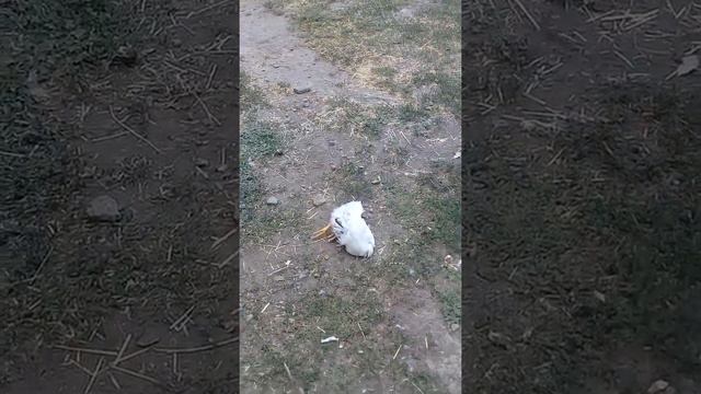 Как усыпить курицу 😁 смотреть онлайн