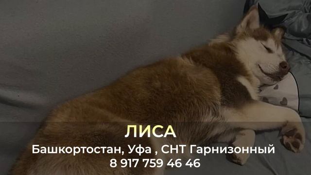 Пропала собака! ЛИСА Хаски. Башкортостан, Уфа смотреть онлайн