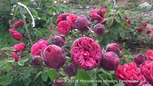 Обзор розы Пиано - Piano (Чайно гибридная) (Evers 2007) смотреть онлайн