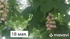Как я делаю настойку из цветов каштана.Зеленый борщ.