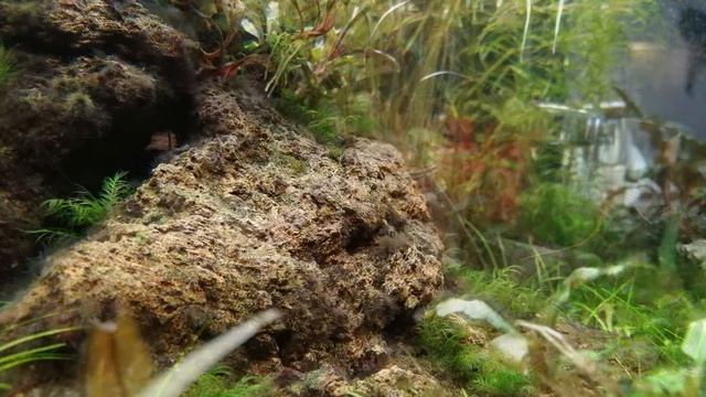 Black Brush Algae vs. Liquid carbon treatment and algae eaters смотреть онлайн