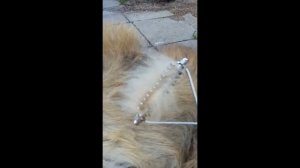 Как  и чем вычесать собаку?   Как вычесывать собаку? Как вычесать кавказца?