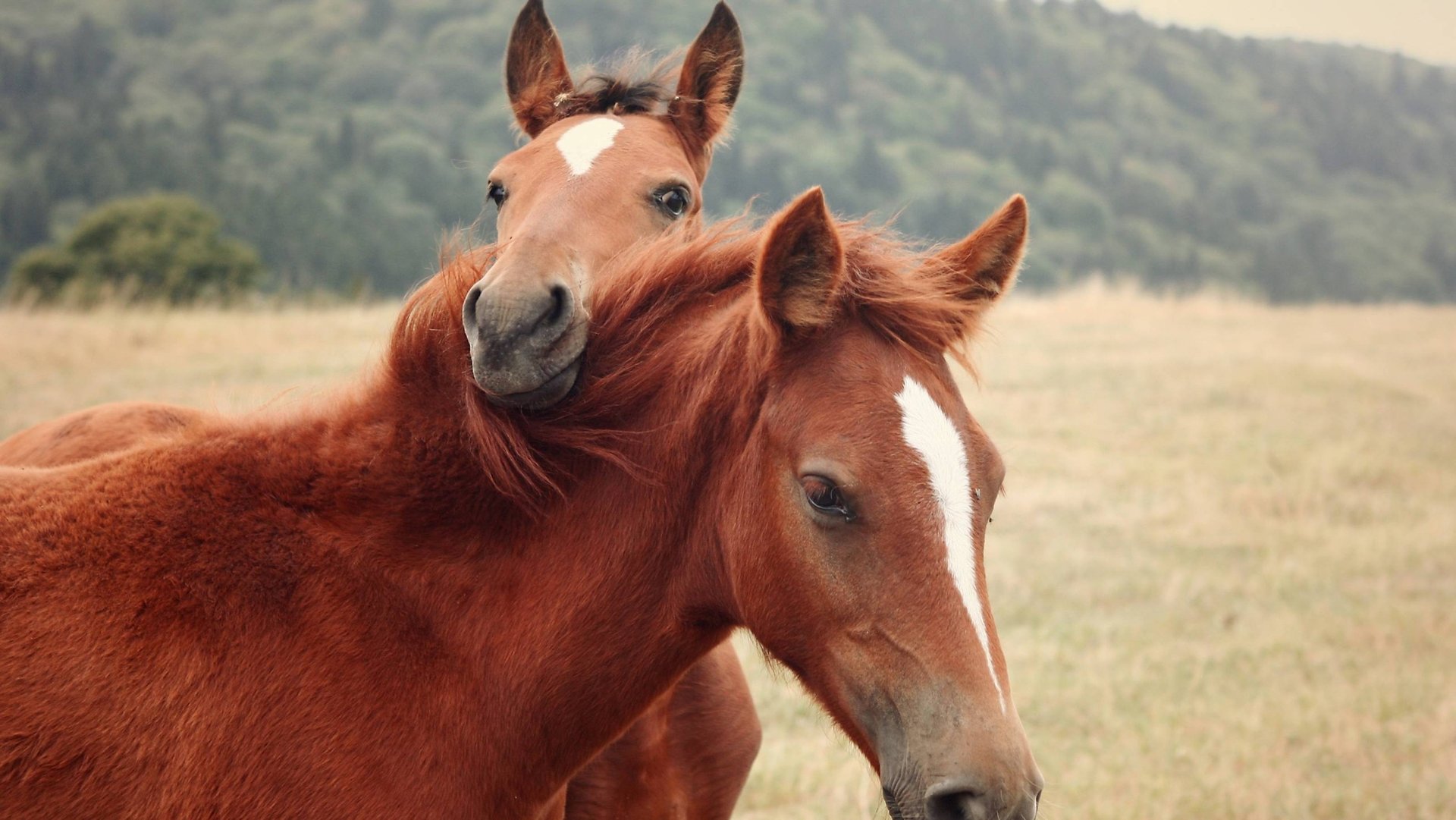 Красный конь (Песня - 79) смотреть онлайн