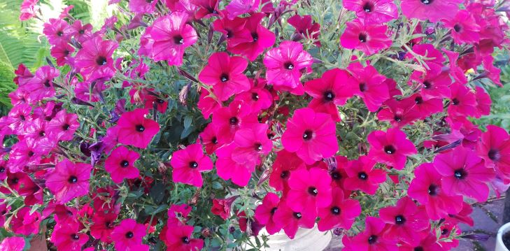 НЕ РОЗОЙ ЕДИНОЙ ЖИВ РОЗОВОД смотреть онлайн