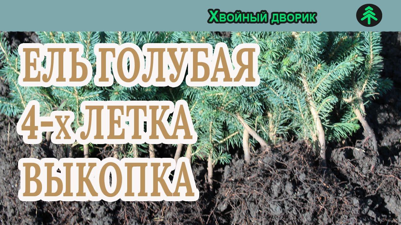 Ель голубая 4-х летка выкопка сезон 2020 питомник "Хвойный дворик" смотреть онлайн