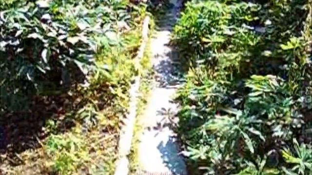 беседка смотреть онлайн