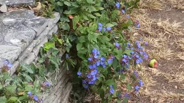 Колибри или бабочка Бражник смотреть онлайн