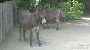 Hausesel (Equus africanus f. asinus) Domestic donkey Âne commun ロバ 驴 Åsna 당나귀 Домашний осёл