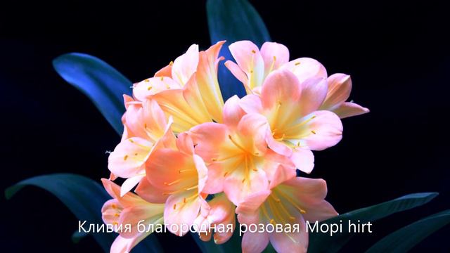 "Удивительная Кливия" смотреть онлайн