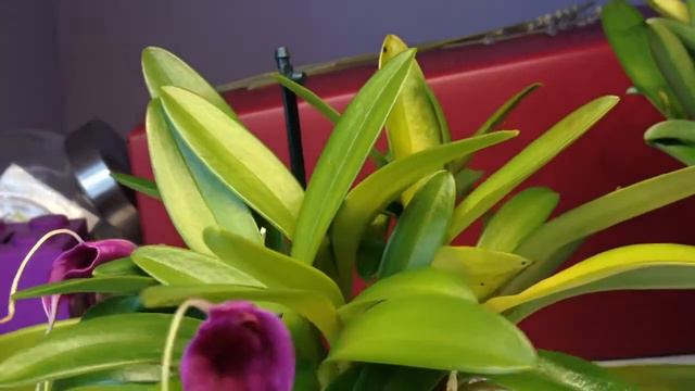 Update- Masdevallia Orchideen / Orchids im Seramis Substrat / Hydroponic смотреть онлайн
