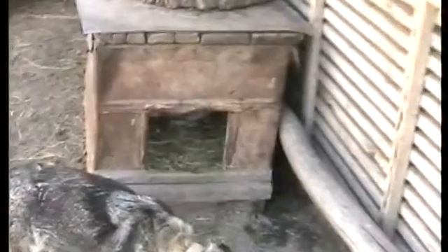 маленький Мухтар