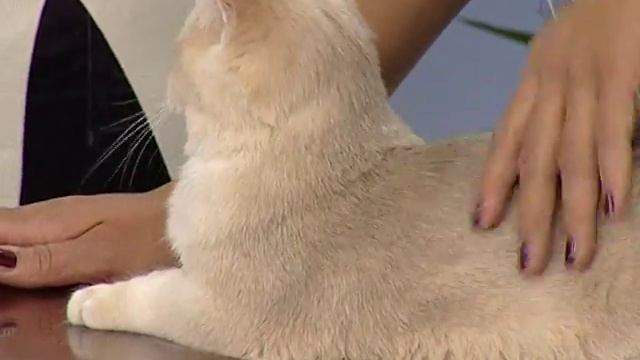 Что такое кошачий питомник смотреть онлайн