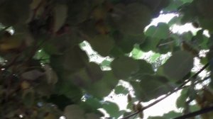 Киви Хейворд,Бруно лето 2020