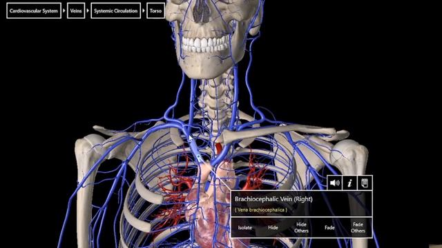VENOUS SUPPLY OF HEAD AND NECK - Part 1|#veins #medical #anatomy #supply #heart смотреть онлайн