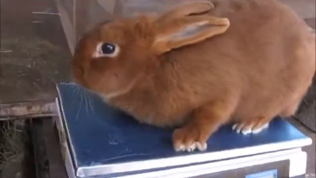 НЗК. Вес в 6 месяцев. Бройлерная порода кроликов. смотреть онлайн