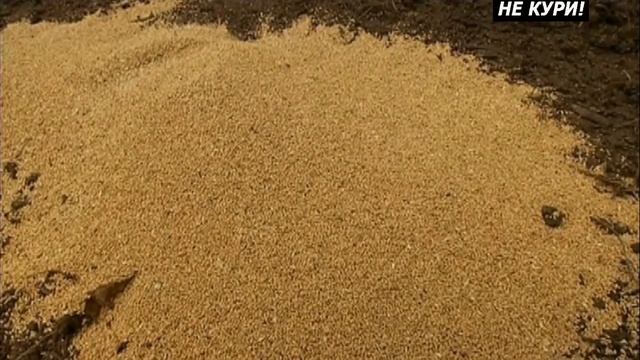 Селекционная охота на кабана - 2021г смотреть онлайн