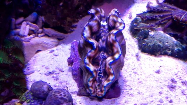 Tridacna derasa Riesenmuschel смотреть онлайн