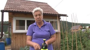 Голова садовая - Чем обработать капусту