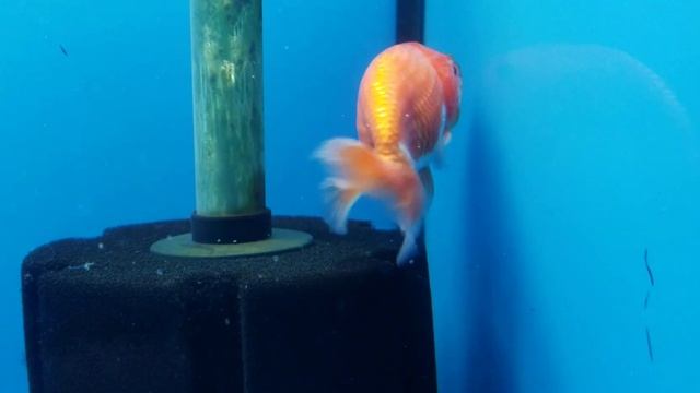 G1A TVR Top view ranchu 3/3.5" total смотреть онлайн