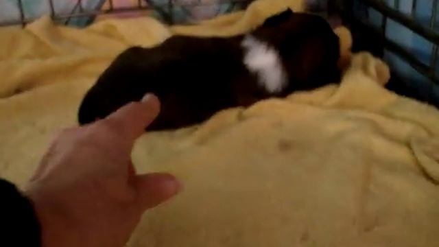 щенки лхаса апсо 3 недели смотреть онлайн