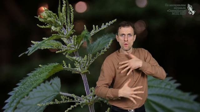 "Крапива" - христианский рассказ для глухих и слабослышащих, журнал Светильник № 2 2020 смотреть онлайн