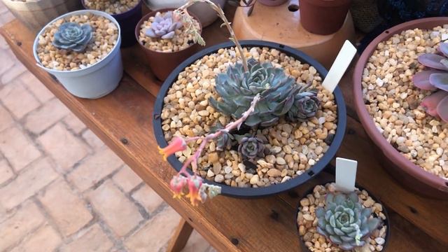SUCULENTA em COLÔNIA MEGA PROLÍFICA do meu JARDIM смотреть онлайн