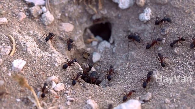 get to know ants better смотреть онлайн