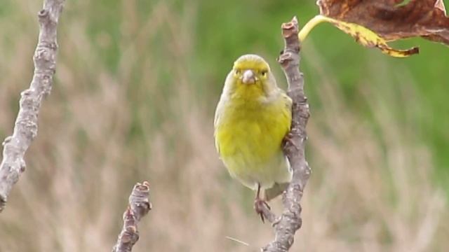 Canary Island Canary смотреть онлайн