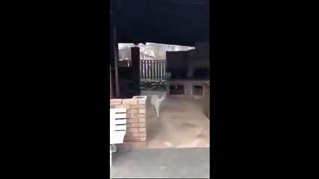 Тренировка щенка Польская подгалянская овчарка, команда "Поиск на голос" и "Поиск на запах" смотреть онлайн