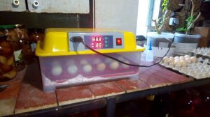 Инкубатор WQ-24  Первая неудача.