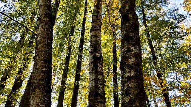 Осенний лес смотреть онлайн