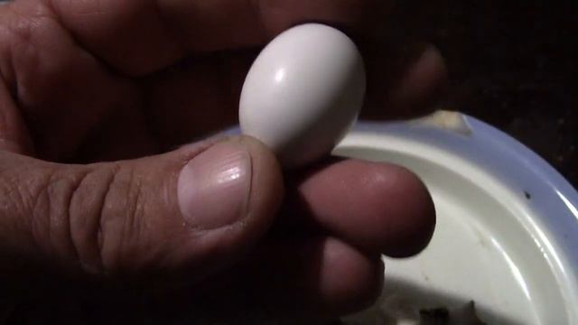 23_03_2020_1_КОТ кормилец.mp4 смотреть онлайн