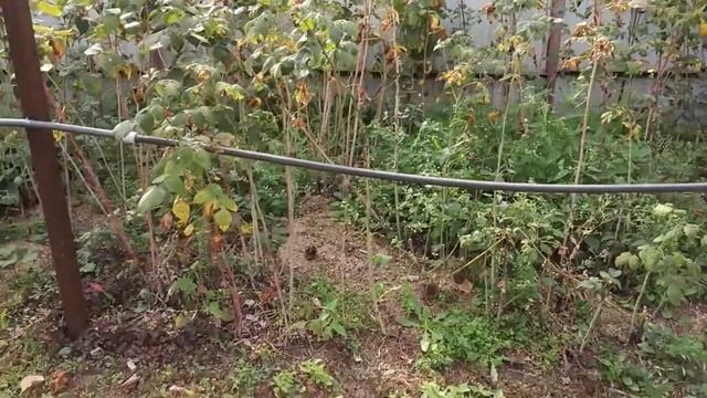 Забор для малины смотреть онлайн