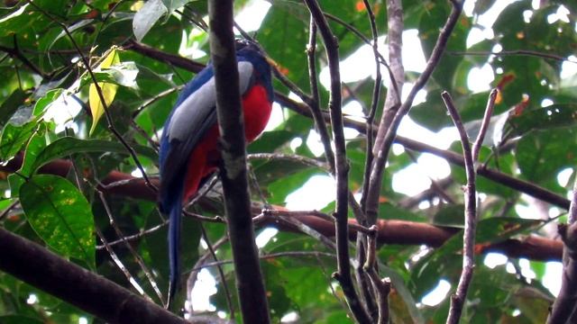 choco trogon, Trogon comptus, Blue-tailed Trogon, Anchicaya birding смотреть онлайн